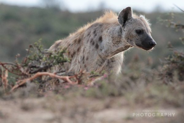 01 Spotted Hyena