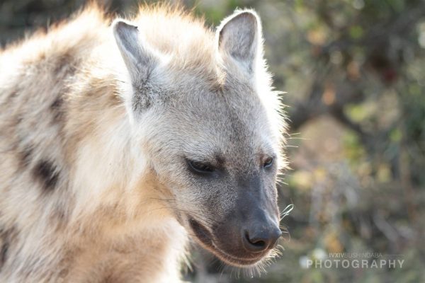 02 Spotted Hyena