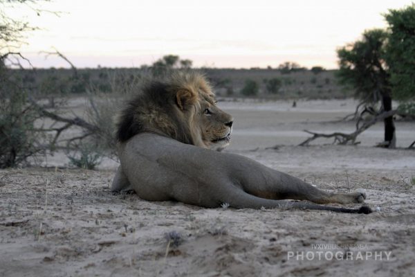 03 Kalahari Lion