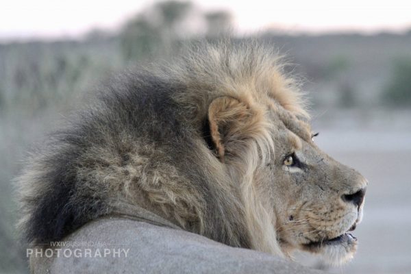 04 Kalahari Lion