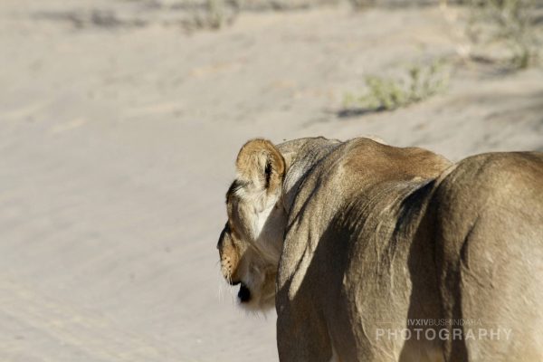 06 Kalahari Lioness