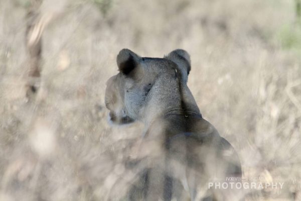 07 Kalahari Lioness