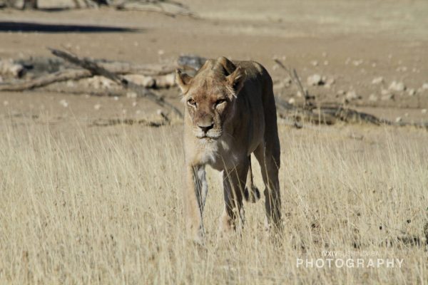 08 Kalahari Lioness