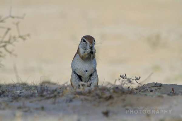15 Cape Ground Squirrel